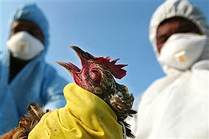 بیماری آنفلوآنزای فوق حاد پرندگان در تبریز مشاهده شد
