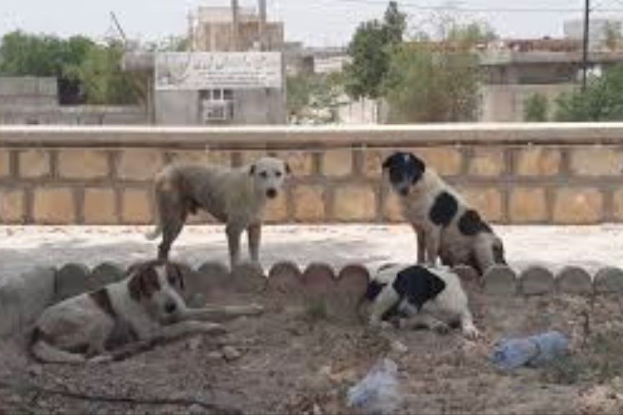 جمع‌آوری سگ‌های ولگرد در سطح شهر زنجان