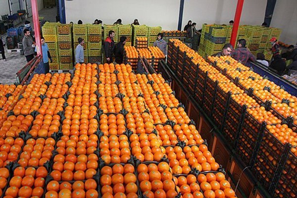 تصویر توزیع یک هزار تن میوه در نوروز ۱۴۰۰