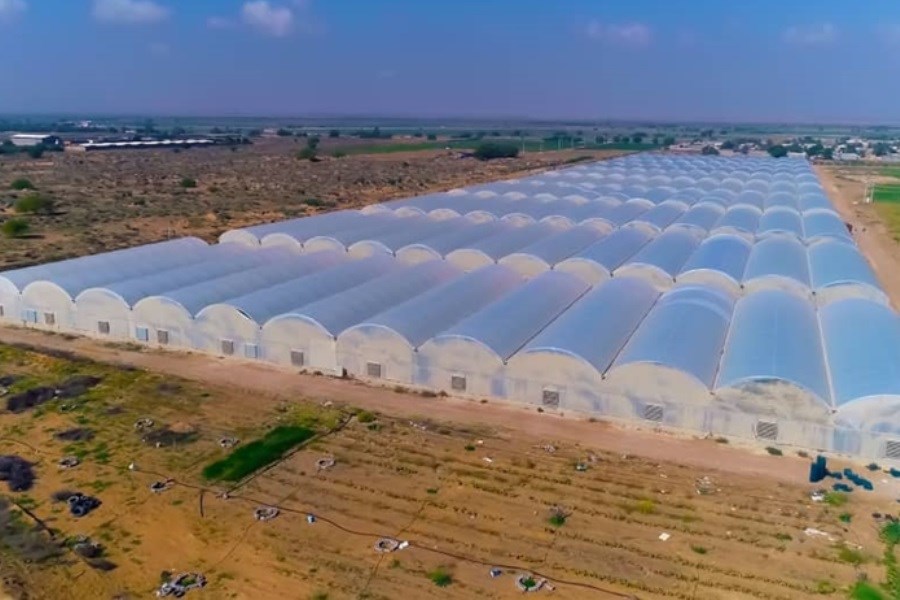 تصویر حمایت 109 میلیاردی بانک کشاورزی از راه اندازی گلخانه سبزی و صیفی در استان بوشهر