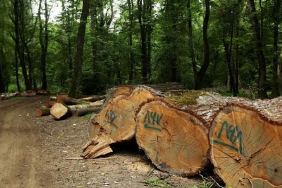 سالی15 هزار هکتار از جنگل‎های هیرکانی آتش می‎گیرد
