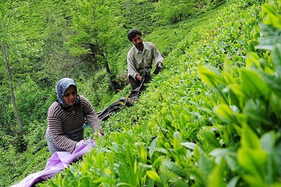 تصویر کاهش 30 درصدی مصرف چای در کشور
