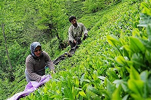 کاهش 30 درصدی مصرف چای در کشور