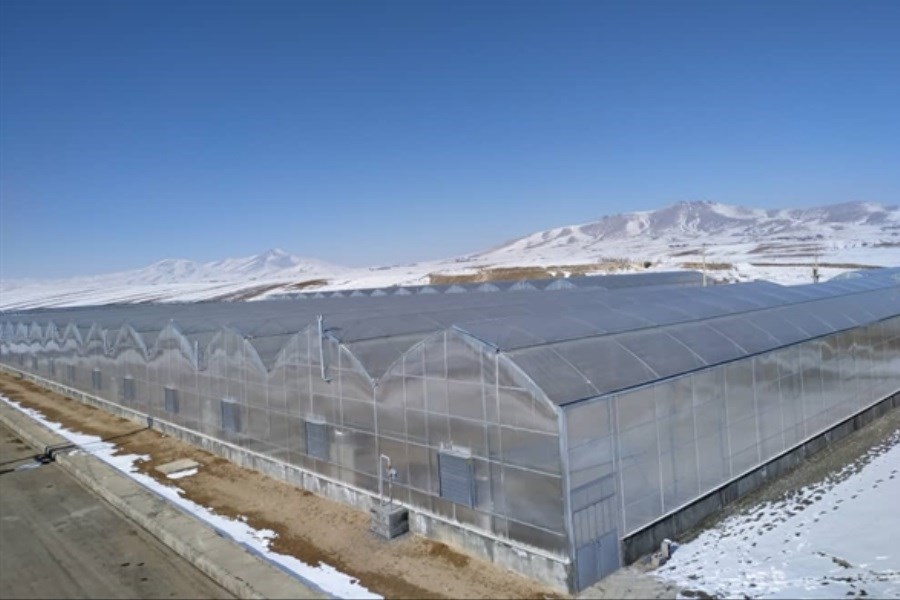 تصویر حمایت 460میلیاردی بانک کشاورزی از مجتمع گلخانه ای در استان کردستان
