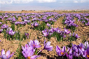 برگزیده شدن آثار دوعکاس تاکستانی در جشنواره ملی عکس زعفران ایران