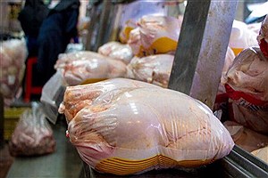 ۸۰ تن مرغ منجمد در ایام نوروز توزیع میشود