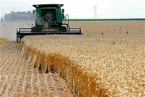 ۲۰۰ هزار تن گندم برای بهبود کیفیت نان به استان مرکزی وارد شد