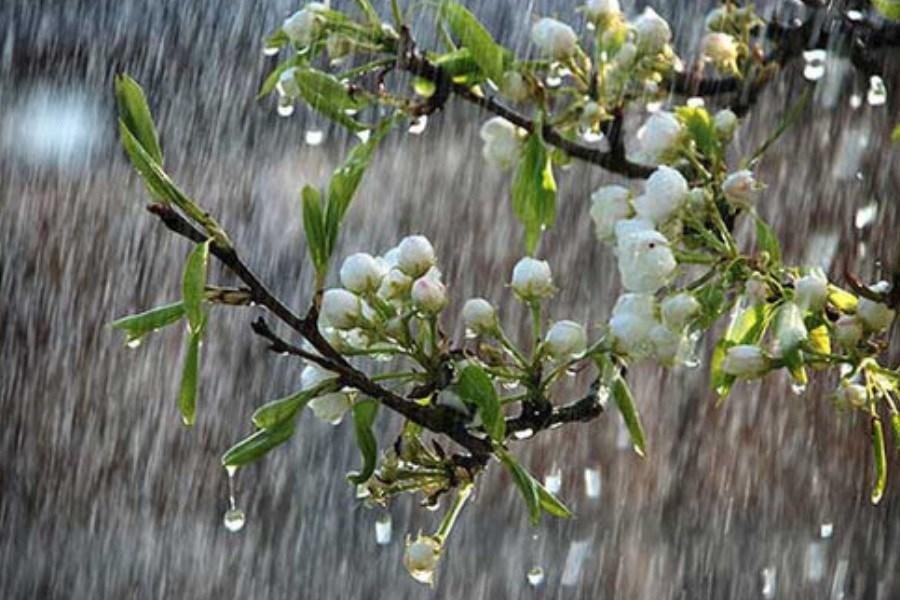 طراوت بارش باران بهاری در آذربایجان‌غربی&#47; سردشت پرباران‌ترین شهر
