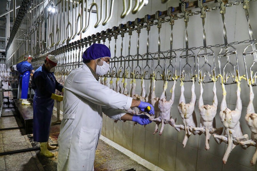 تصویر 165 تن مرغ در سطح کردستان توزیع شد&#47; سرمایه گذاری 10 میلیاردی در مرغداری های استان