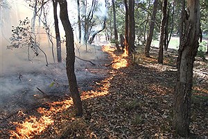 آتش سوزی در ۶ هزار متر مربع از عرصه های جنگلی گیلان