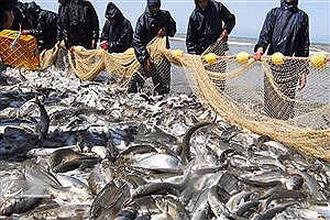 صید هزار و ۳۳۰ تن ماهی استخوانی درگیلان