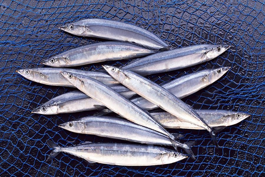 تصویر صید پنج هزار و ۶۰۰ تن ماهی کیلکا در سواحل گیلان