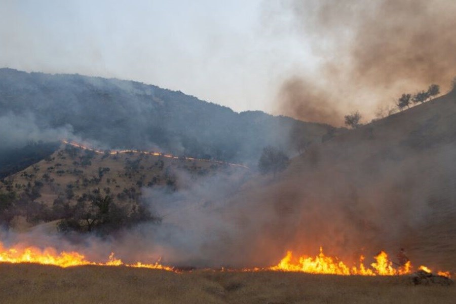 تصویر ارتفاعات کردلان دشتی همچنان در حال سوختن&#47; تلاش برای خاموش کردن آتش ادامه دارد