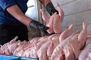 امروز ۶۷۰۰ تن گوشت مرغ گرم به بازار عرضه شد
