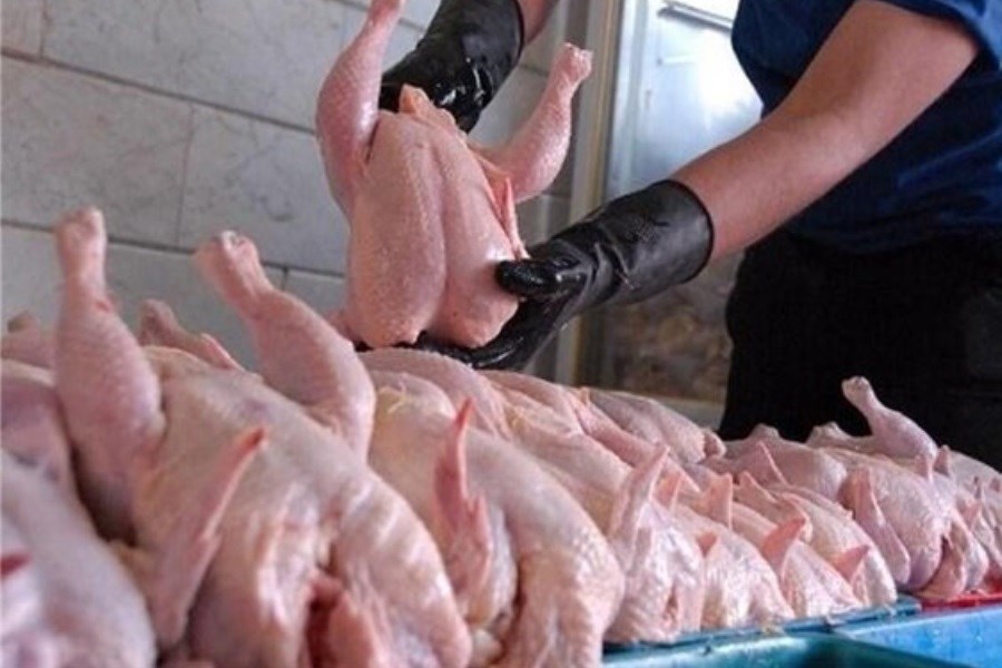 تصویر توقف خروج 17 تن مرغ زنده گوشتی از استان یزد
