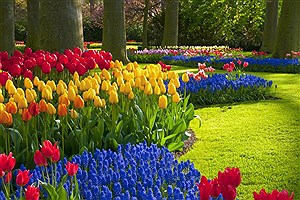 10 هزار بوته گل فصلی در فضای سبز لاهیجان کاشته شد