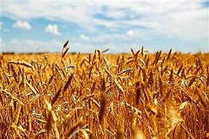 پیش بینی برداشت ۶۵۰ هزار تن گندم از مزارع آذربایجان‌غربی