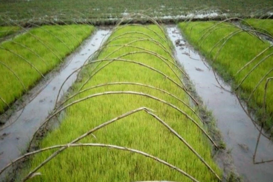 تصویر توزیع 160 تن بذر برنج گواهی شده در آستانه اشرفیه