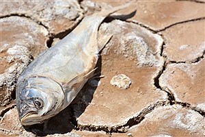 ادامه جستجو درباره علت مرگ ماهی‌ها در لردگان