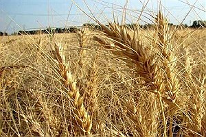 خرید تضمینی ۱۳ هزار تن گندم در ۵ استان