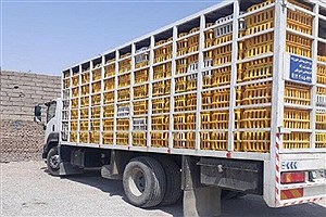 کشف مرغ زنده قاچاق در کرمانشاه
