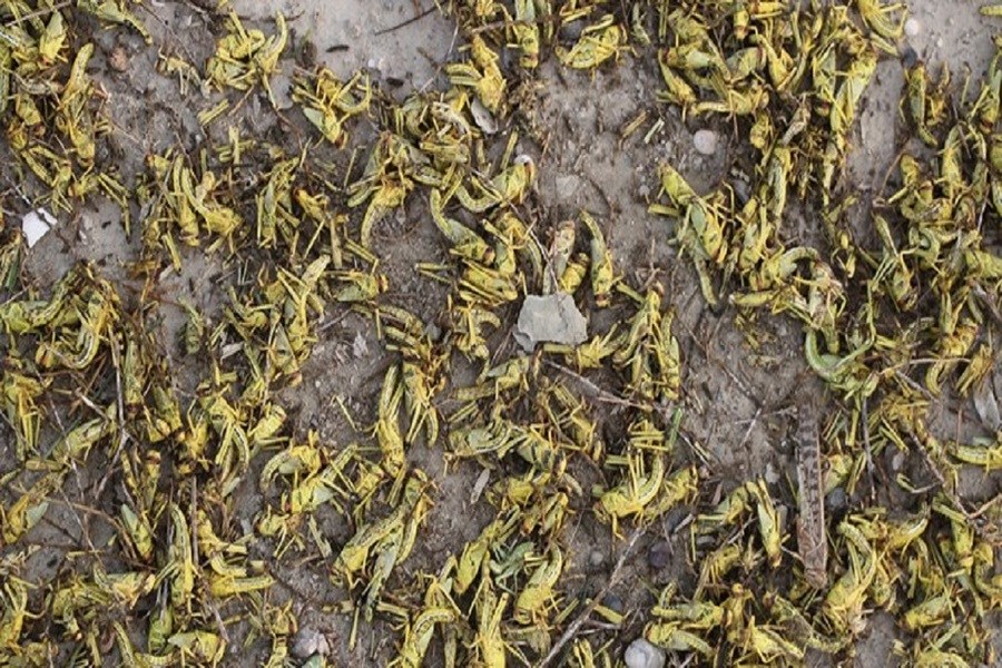 تصویر شروع مبارزه با ملخ مراکشی در بیش از ۳۰ هزار هکتار از مزارع طارم