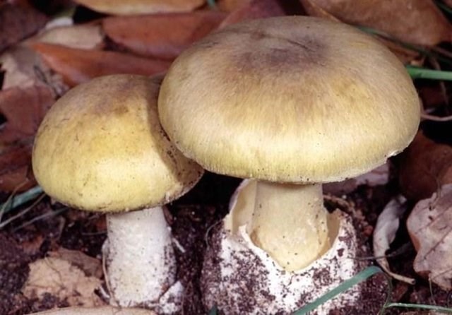 تصویر هشدار برای استقاده از قارچ‌های مرگ‌بار