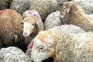کشف قاچاق گوسفند زنده