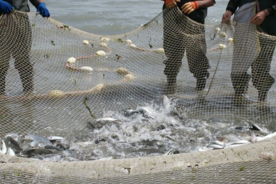 تصویر صید غیرمجاز، نسل ماهیان خزر را با خطر جدی مواجه کرده است