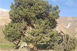 درخت 2700 ساله، نیازمند حراست از سوی سه سازمان