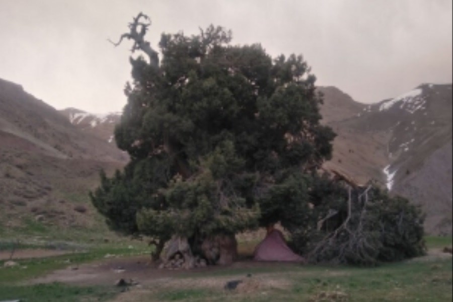 تصویر باد، برف و انسان، عوامل شکستن یک درخت ۲۷۰۰ ساله در البرز
