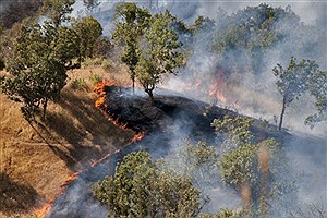 آغاز زودهنگام آتش‌سوزی در جنگل‌های کردستان&#47; دست‌اندازی‌های عمدی به عرصه‌های طبیعی