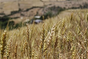 خرید تضمینی ۱۵۰ هزار تن گندم از کشاورزان