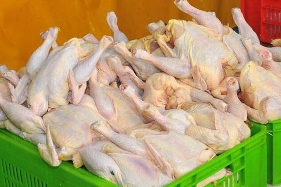 صادرات ۴ هزار تن مرغ با وجود ممنوعیت!