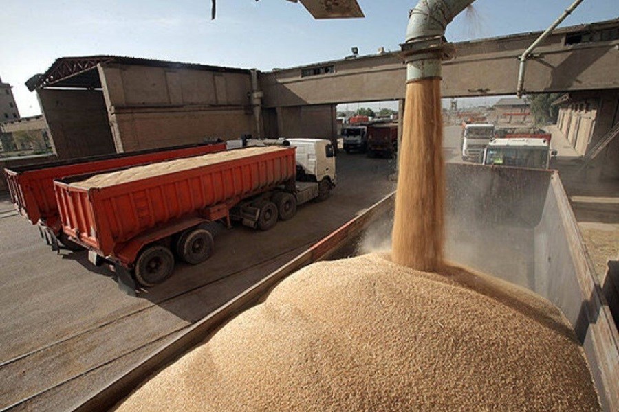 تصویر افزایش قیمت خرید تضمینی گندم موجب دلگرمی کشاورزان شده است