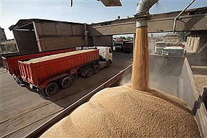 استان همدان بیشترین میزان ذخیره گندم را در کشور دارد
