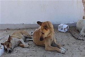 ممانعت حامیان حیوانات از ساماندهی سگ‌های بلاصاحب