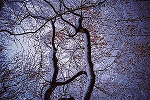 اثر عکاسان نوجوان گیلانی در قاب «شایسته تقدیر» مهرواره فصل زمستان