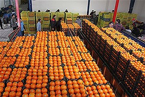 عرضه ۱۲۰ تن میوه در ۱۰ غرفه شهرداری از فردا