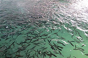 رهاسازی 145 میلیون بچه ماهی در رودخانه های گیلان از اواسط خرداد
