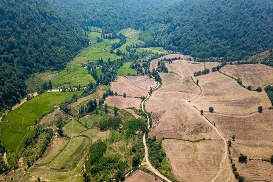 تصویر خطر تصرف اراضی ملی با توسعه زمین‌های زراعی حاشیه جنگل