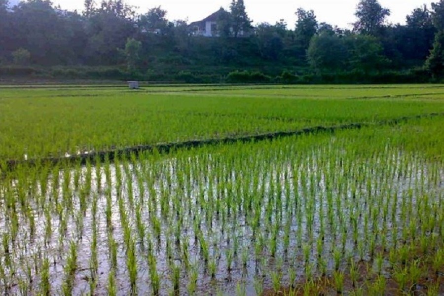 تصویر ممنوعیت کشت برنج در بویراحمد