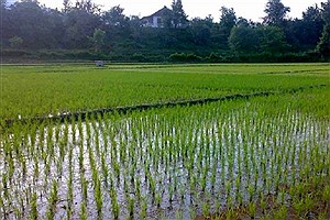 ممنوعیت کشت برنج در بویراحمد