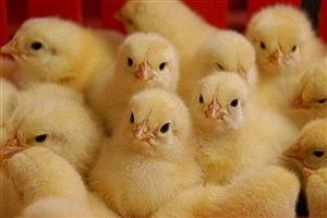 افزایش جوجه‌ریزی در مرغداری‌های استان تهران