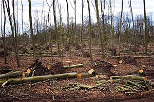 کشف بیش از 45 هزار اصله چوب  آلات جنگلی&#47; تشدید مقابله با قاچاق چوب در کارخانجات