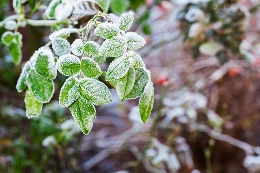 لزوم حفاظت از محصولات زراعی سرمایی در مناطق سردسیر