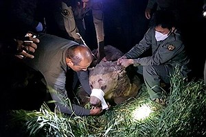 نجات خرس قهوه‌ای که تصادف کرده بود