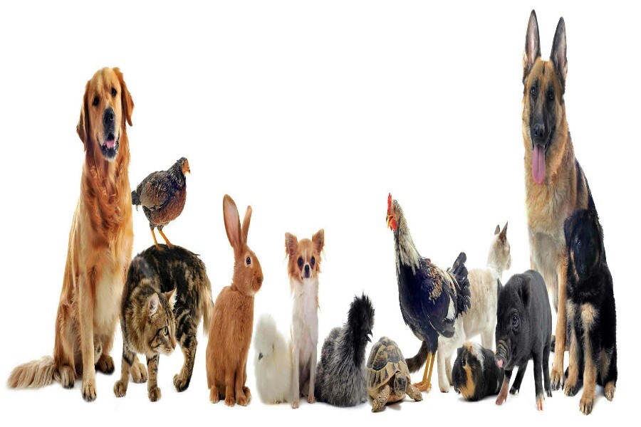 تصویر بازار غیرمجاز خرید و فروش حیوانات خانگی ساماندهی می‌شود