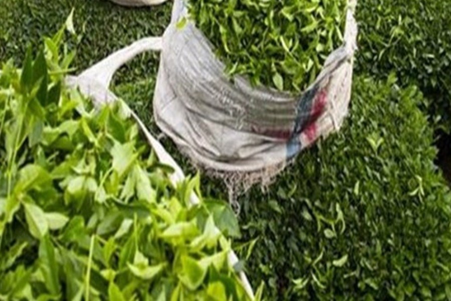 خریداری ۲۳ هزار تن برگ سبز چای در کشور