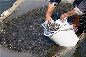 رهاسازی ۱۷۰ میلیون قطعه بچه ماهی خاویاری و استخوانی در رودخانه‌های گیلان